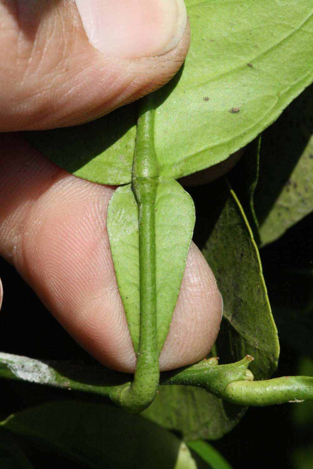                Petiole (Whitney Marsh, Riverside, CA)       